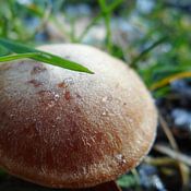 Dave Mulder Profile picture