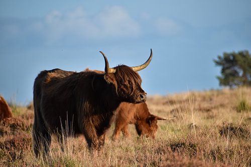 Schottischer Highlander