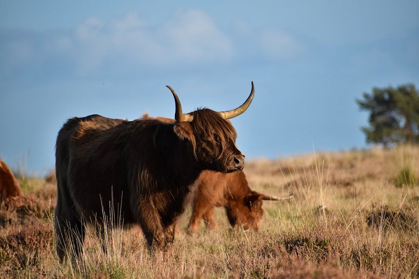 Scottish Highlander by Jasmijn van Bilsen