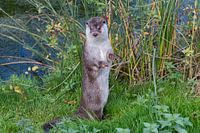 Otter