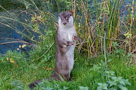 Otter by Bas Groenendijk