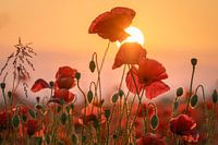 Poppy field in the evening sun