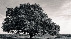 Oak tree in a landscape of blooming heather plants