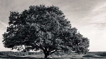 Oak tree in a landscape of blooming heather plants by Sjoerd van der Wal Photography