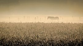 horse in foggy,early morning by Peter Smeekens