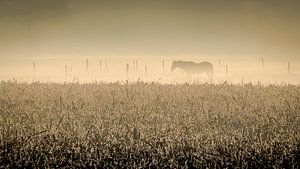 Pferd in nebligem, frühen Morgen von Peter Smeekens