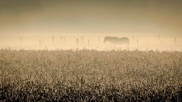 Pferd in nebligem, frühen Morgen von Peter Smeekens