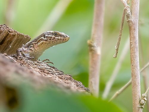 Hagedis von Raymond Schrave