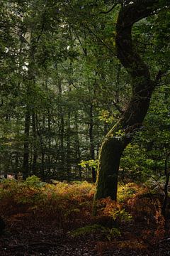 Dansende boom in het Speulderbos van Jaimy Leemburg Fotografie
