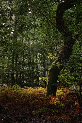 Dansende boom in het Speulderbos