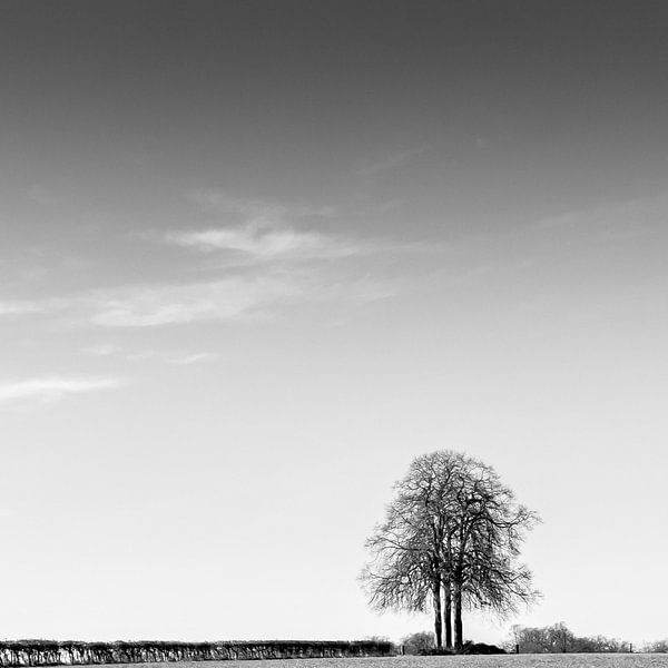 Eenzame boom van Rob van der Pijll