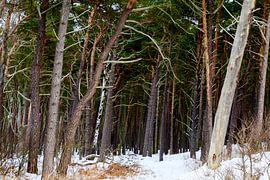 Ostsee Weststrand von Thomas Jäger