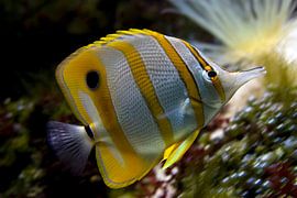 Pincetvis by Ronald Wilfred Jansen