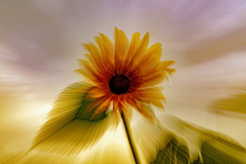 Sunflower greeting by Alex van den Akker