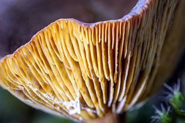 The Whisper Hat by Jos Crooymans