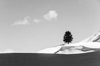 Lonely Tree
