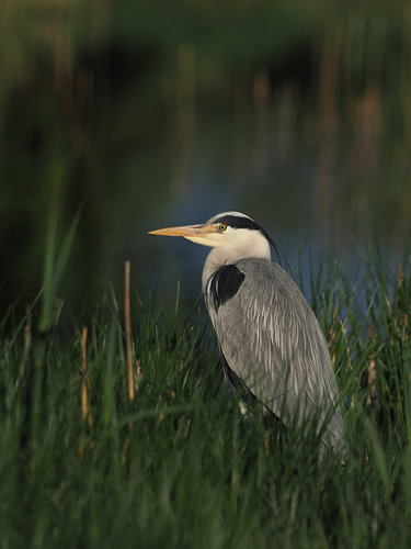 In elkaar gedoken blauwe reiger