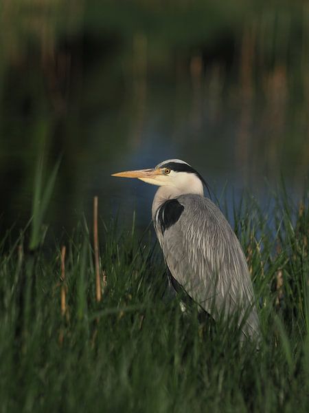 Collapsed grey heron by Astrid Brouwers