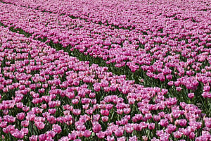 Ein Tulpenfeld mit ausschließlich violetten Tulpen