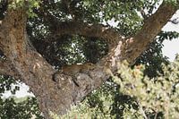 Leopard - ll
