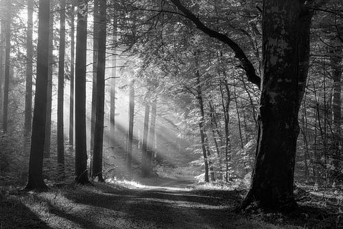 Rold Skov (Dänemark)