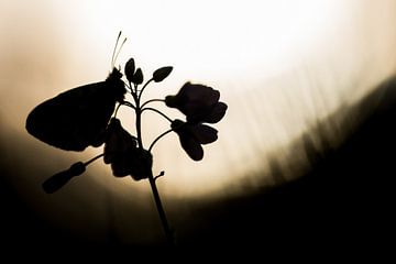 Vlinder, het oranjetipje van Danny Slijfer Natuurfotografie