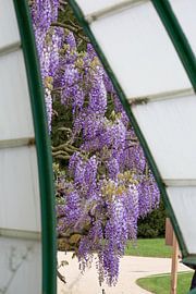 De Koninklijke Serres sur marijke servaes