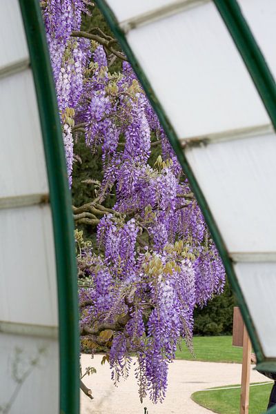 De Koninklijke Serres von marijke servaes