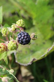 Blue blackberry with green blackberries by Eline Lohman