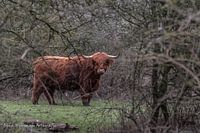 Scottish Highlander