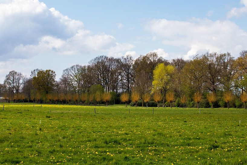 Nature in the Netherlands by Ton Tolboom