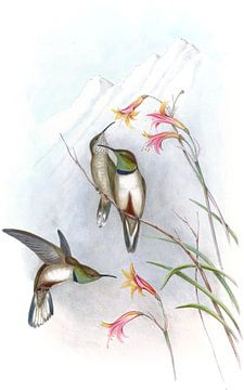Estella's Hill-Star, John Gould van Hummingbirds