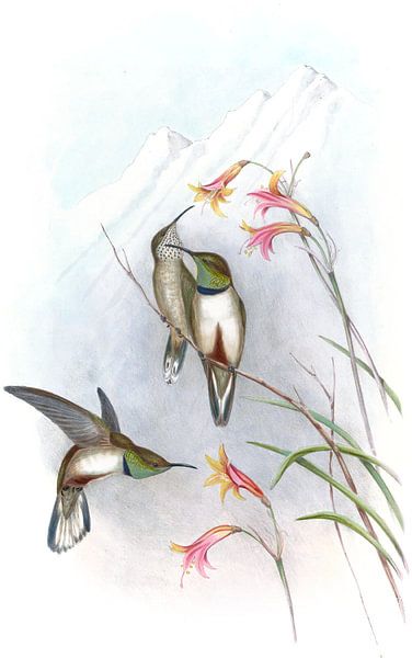 Estella's Hill-Star, John Gould von Hummingbirds