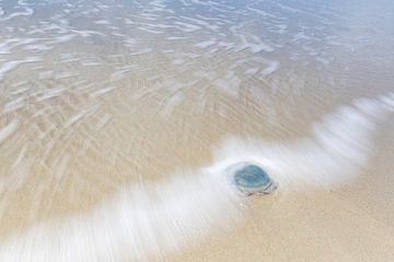 Blauwe kwal op het Noordzeestrand bij Burgh-Haamstede van Heidi Bol