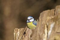 Blue tit emerges