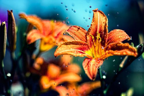 Bloemen muurschildering zomer