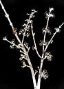 Japanse Bloemen Neutraal van FRESH Fine Art thumbnail