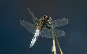 Libellules bleues