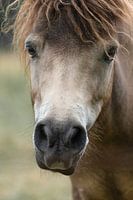 Portrait of a brown horse
