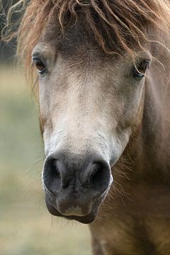 Portret van een bruin paard van Sonja Foerster-Odenthal