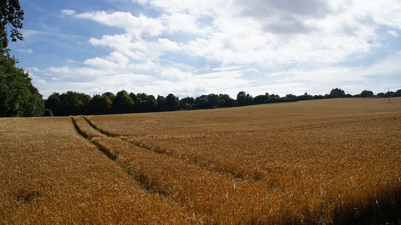 Graanveld in het prachtige zuid Engeland par Alex de Boer