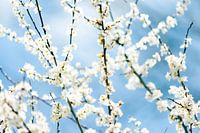 le prunellier blanc fleurit sur fond de ciel bleu