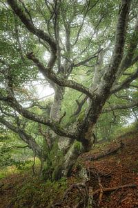 Transitory
