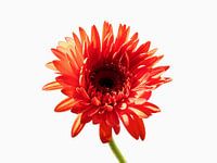 Oranje Gerbera 1