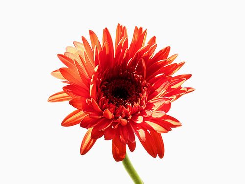 Oranje Gerbera 1