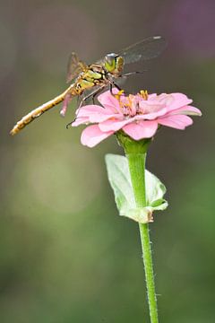 Steenrode Heidelibel op bloem van Jeroen Stel