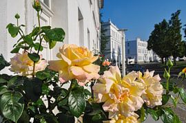 Gloria Dei - yellow high trunk roses at the Circus in Putbus on the island of Rügen by GH Foto & Artdesign