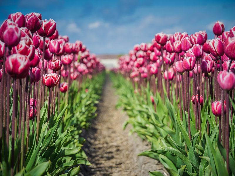 Tulipes Pourpres par Martijn Tilroe