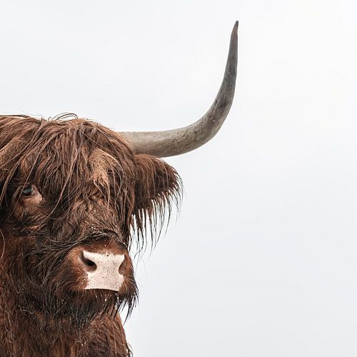 Schotse Hooglander in de sneeuw