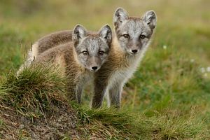 Cubs of the Arctic fox sur Tariq La Brijn